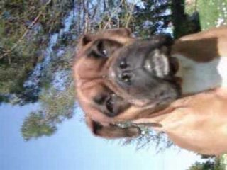 ma tite chéwwie de chienne !!!!:stella