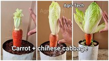 Amazing Garden Grafting Methods Carrot - chinese cabbage
