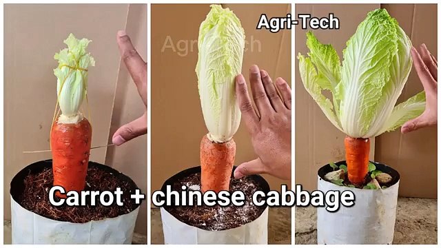 Amazing Garden Grafting Methods Carrot - chinese cabbage