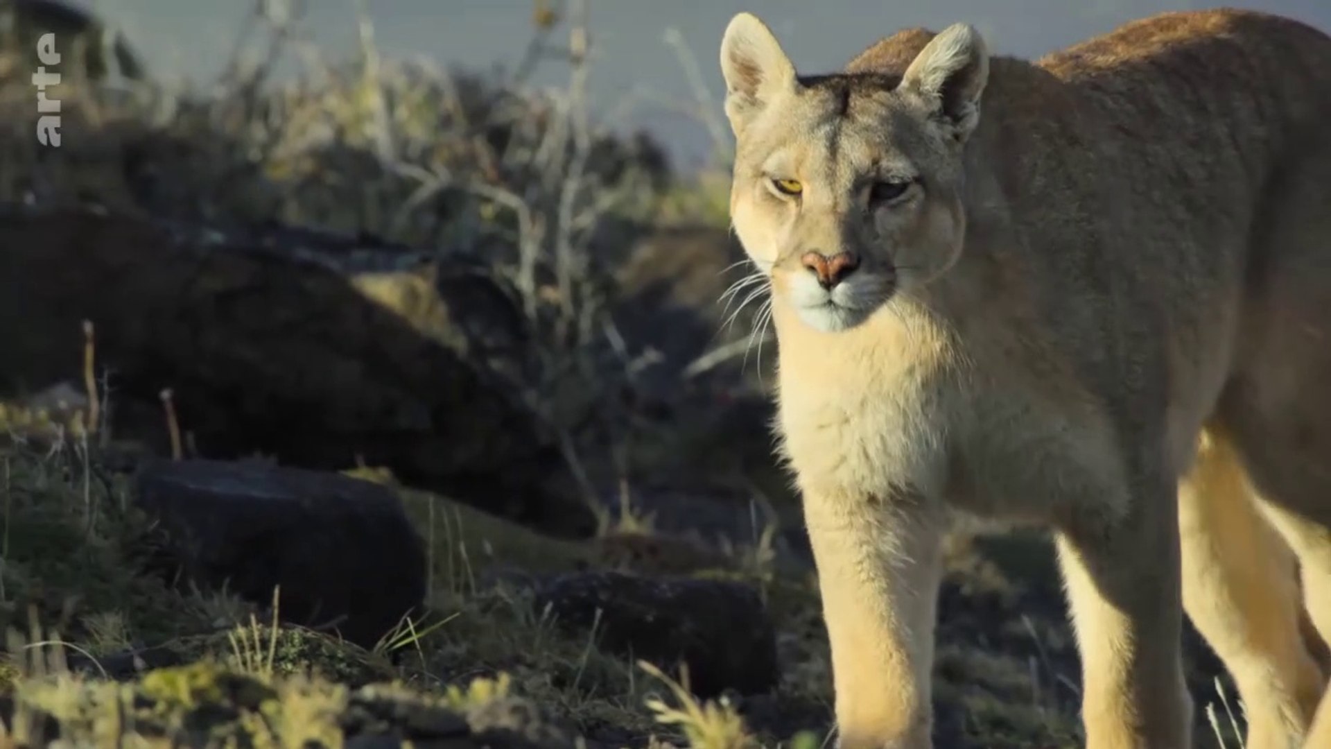 Dynasties animales - Pumas - Vidéo Dailymotion