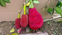 Amazing Grafting Skill How To Grow JackFruit Fast And Success 100-