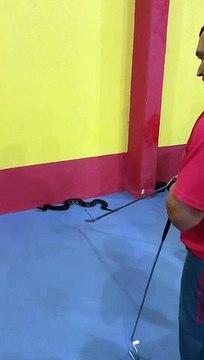 Cobra com veneno que pode matar humanos é capturada em casa de São José