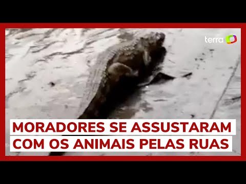 Jacarés são vistos nas ruas do Rio de Janeiro após fortes chuvas