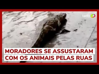 Tải video: Jacarés são vistos nas ruas do Rio de Janeiro após fortes chuvas