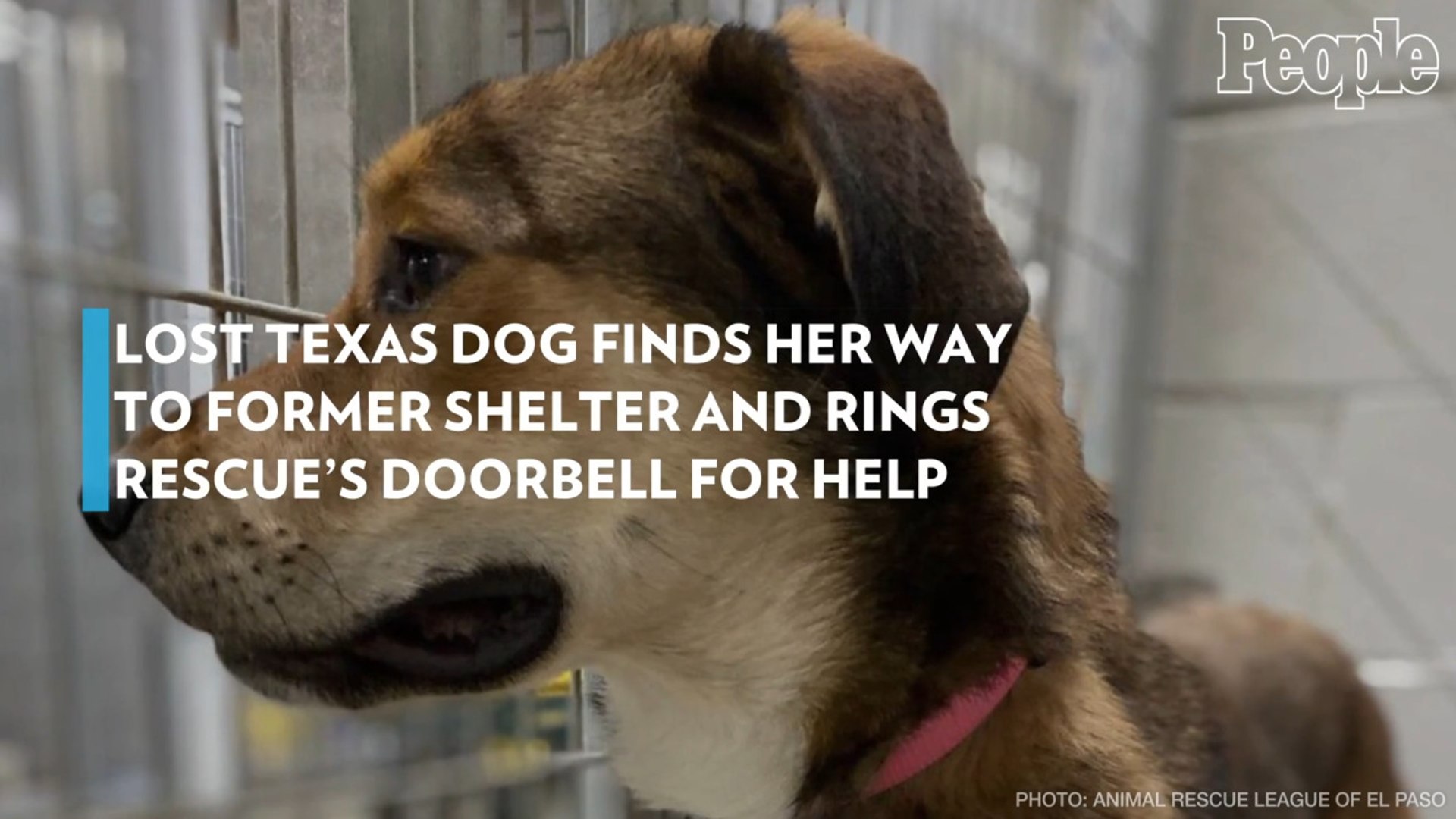 Lost Texas Dog Finds Her Way to Former Shelter and Rings Rescue s Doorbell for Help