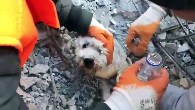 Köpeğin enkazdan çıkarılma anı kamerada