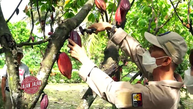 Kampung Cokelat, Destinasi Ekowisata Wajib Mampir di Kolaka | JALAN JALAN