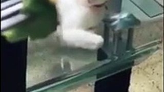 Funny Animals   Funny CatsDogs     Foolish Pet