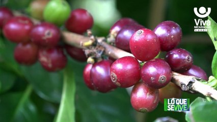 Jinotega: Finca la Copa produce té a base de la pulpa de café
