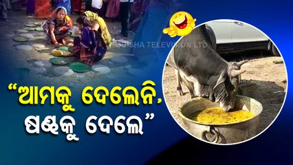 News Fuse | Bull feasts on food prepared for BJD programme