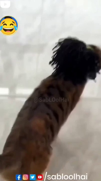 The bakwas tag, The bakwas motivational, The motivational video, Comedy video, Funny jokes video, Song, American comedy, Indian comedy, Comedy, Facebook statusWhatsApp WhatsApp, , All status Instagram status, Bhakti song, Comedian song, New musical song c