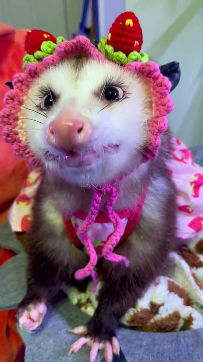Strawberry Queen Getting Snackies Before Dinner