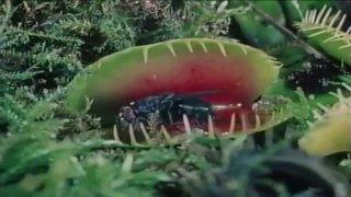 Insect Eater Plant (Nature Documentary)