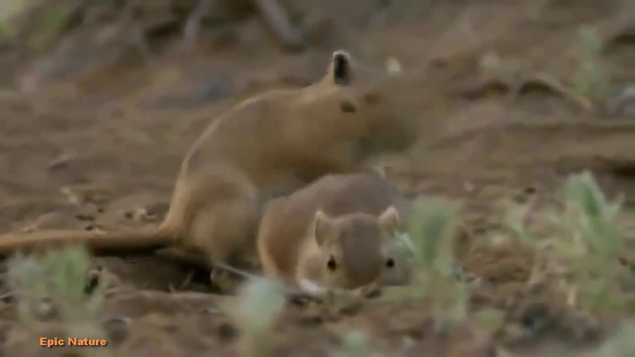 Gerbil Plague (BBC Documenary)