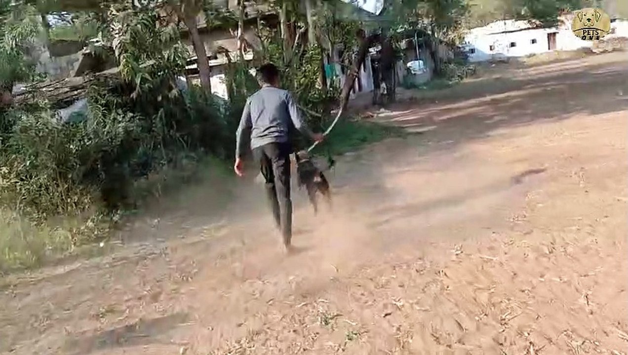 Two dogs attacked to cute dog