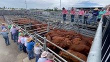 Restockers pounce on Droughtmaster steers at Emerald cattle sale