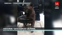 Aseguran gato egipcio tatuado con símbolos de 'Los Mexicles' en Cereso 3 de Ciudad Juárez