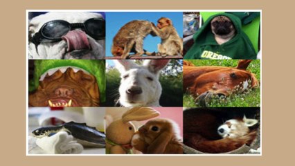 いつか立場が逆転する地球上で最も頭がいい動物！面白い雑学