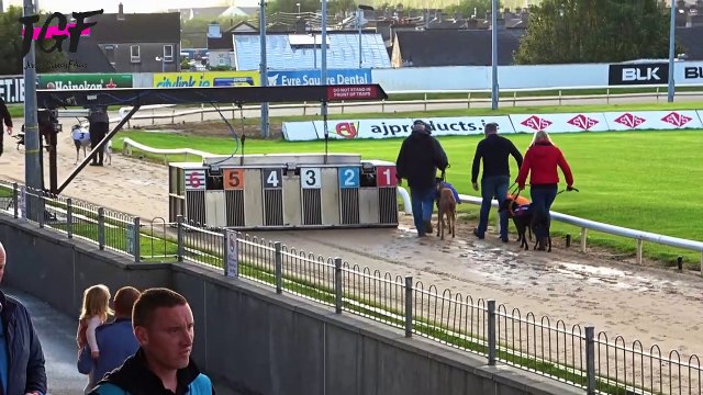 Irish Greyhound Sport Dog Racing