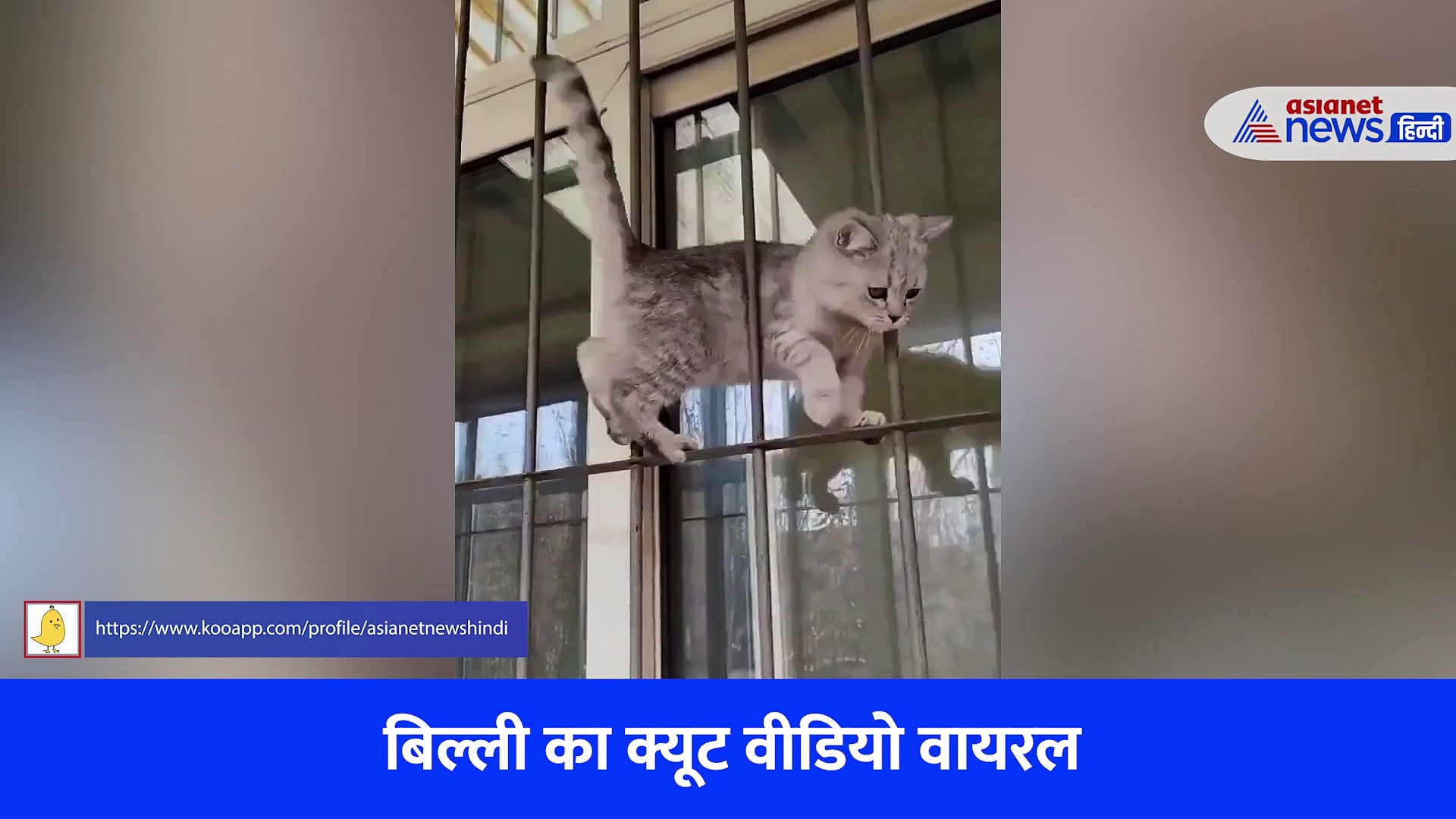 Video: मटक-मटक कर बिल्ली चली किधर...? सोशल मीडिया पर वायरल हो रहा क्यूट वीडियो