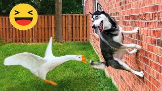 HOLDING YOUR LAUGH while Watching these video | HaHa Animals