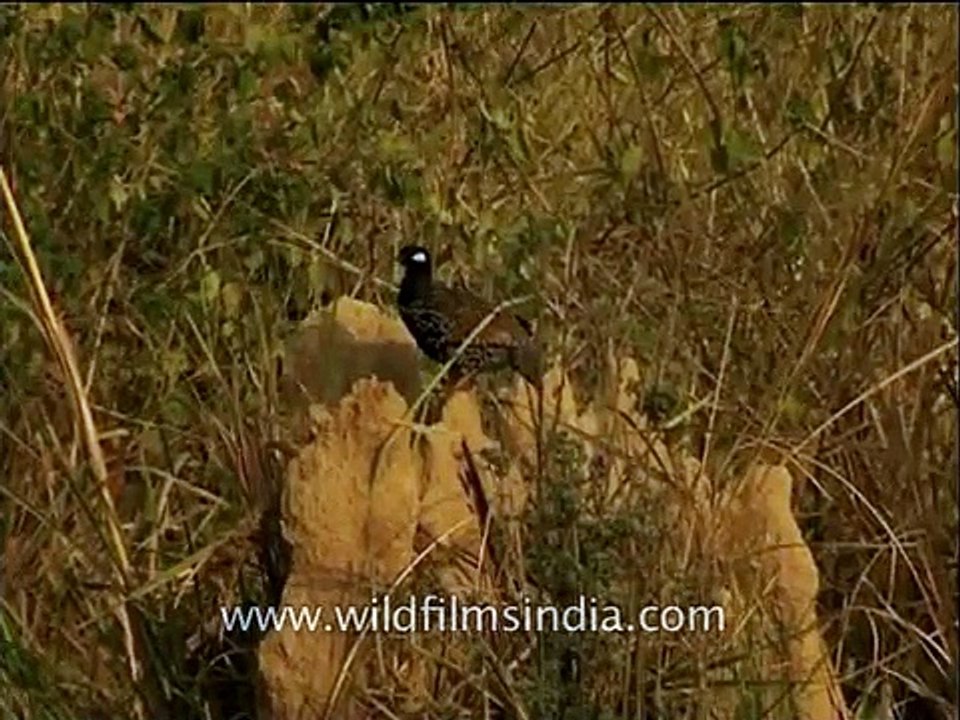 Black Partridge  on a termite hill