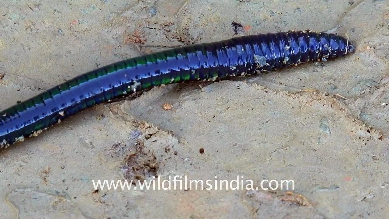 Earthworm following tyre track