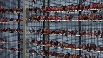 Die Vögel | movie | 1963 | Official Clip