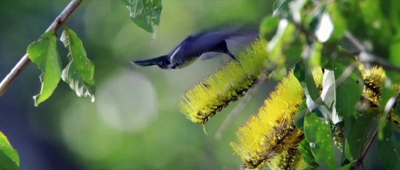 Das Geheimnis der Bäume | movie | 2013 | Official Trailer