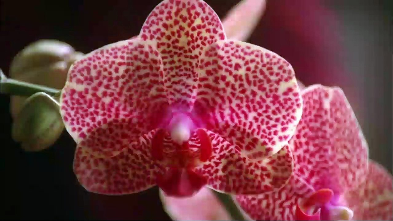 Plötzlich Gigolo | movie | 2014 | Official Trailer