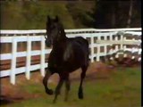 Adventures of the Black Stallion | movie | 1990 | Official Teaser