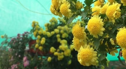 স্বপ্নপূরণ করেছে করোনা! ছাদে মল্লিকাবন গড়ে ভাইরাল ঠিকাদার