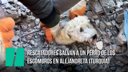 Rescatadores salvan a un perro de los escombros en Alejandreta (Turquía)