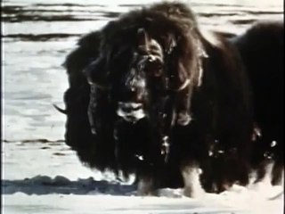 Netsilik Eskimo Series, I: At the Autumn River Camp | movie | 1967 | Official Clip