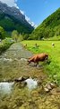Beautiful place with grazing cows