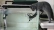 A cat tries to catch a fish from a fish tank, but the opposite happens