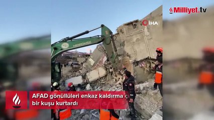 Kahramanmaraş’ta, Burdur AFAD gönüllülerinin kuş hassasiyeti
