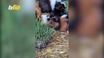 This Man Has 80 Guinea Pigs in His Backyard!