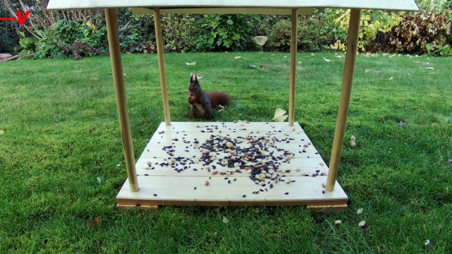 Red Squirrels Have Joined the Drug-Sniffing Brigade