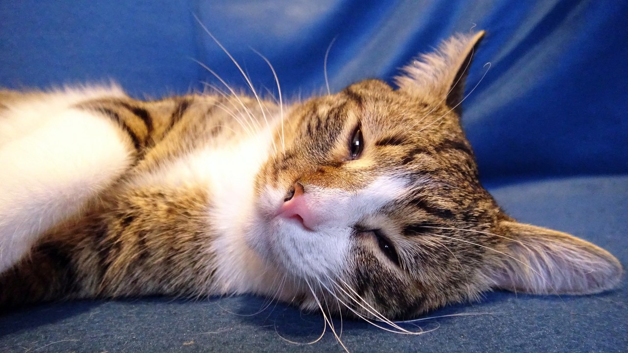 Cat Photography 101