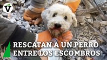 Rescatan a un perro con vida entre los escombros de un edificio derrumbado en Alejandreta, Turquía
