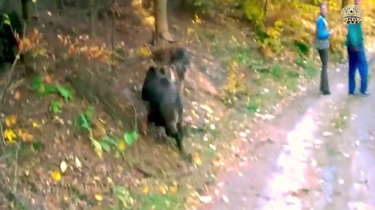 cute dogs movement