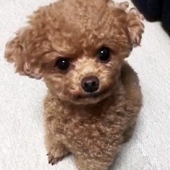 My cute pet dog tilts his head