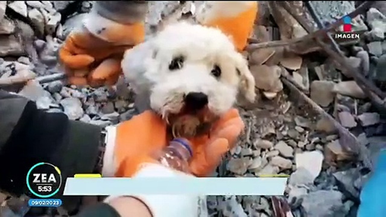 Rescatan a un perro de entre los escombros en Turquía