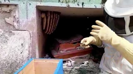 Enxame de abelhas é retirado pela Defesa Civil no Cemitério Jardim da Saudade