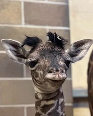 Baby Giraffe takes in its first moments
