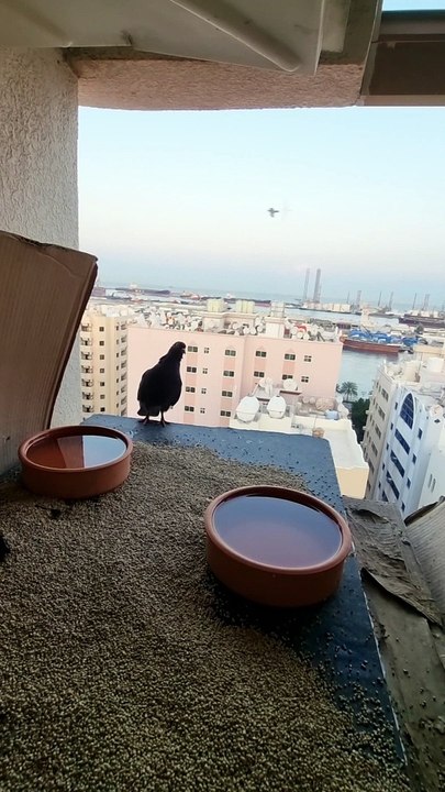 Birds PLannet