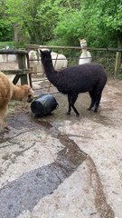 Silly Alpaca Tries to Sit in Small Water Bucket