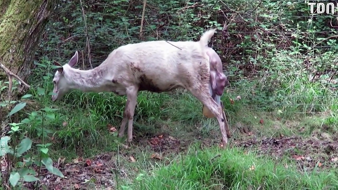 L'incroyable naissance d'un faon !