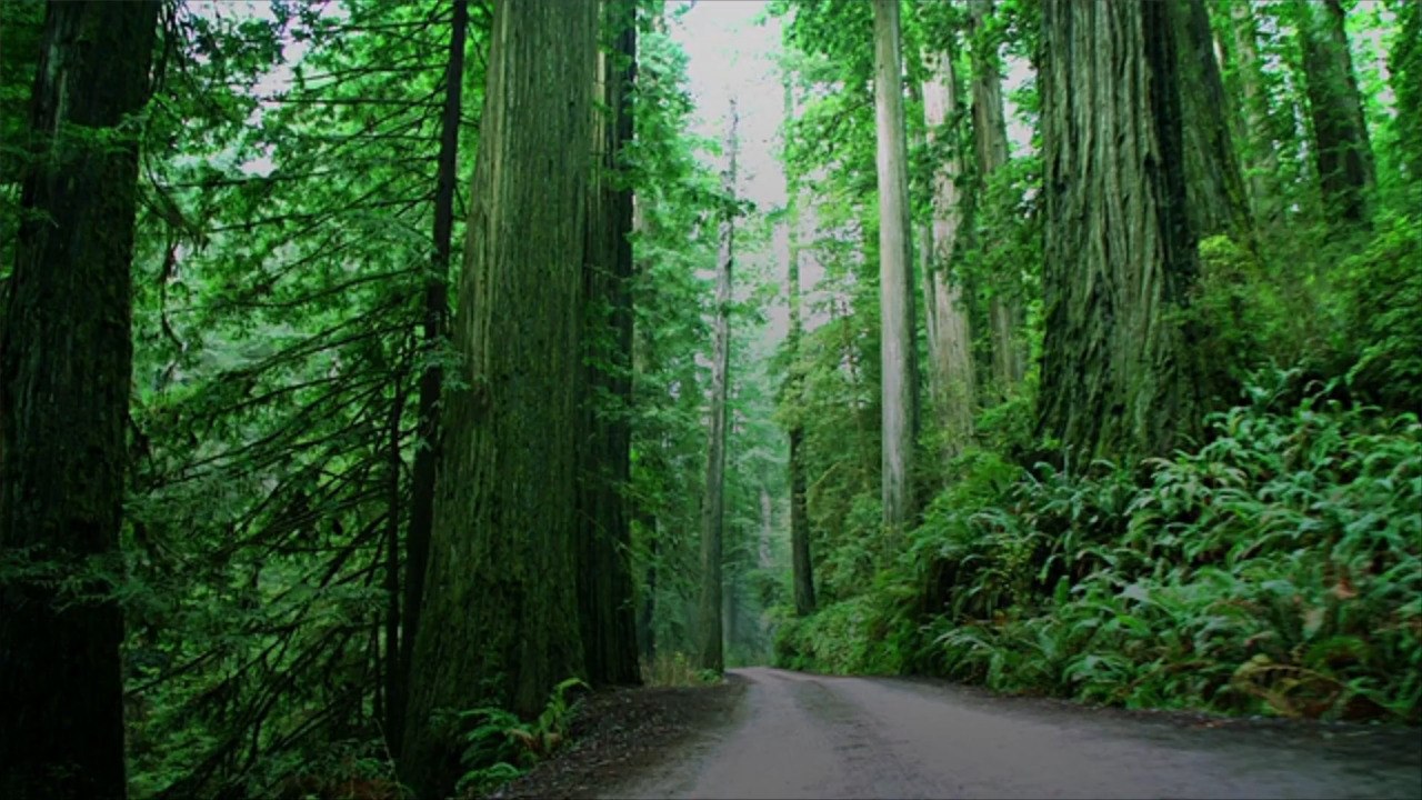 These Steam Trains Bring You From the Towering California Redwoods to the Pacific Ocean